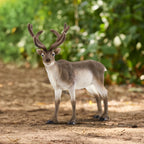 Schleich Reindeer 2024
