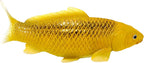 MOJO Farmland Koi Karper