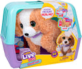 Little Live Pets Ouchies Exclusive Hazel The Poodle Plush, 50+ Sounds, Limping to Walking